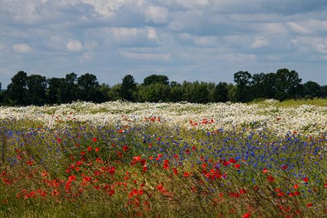 Kutscherhof - Natur pur